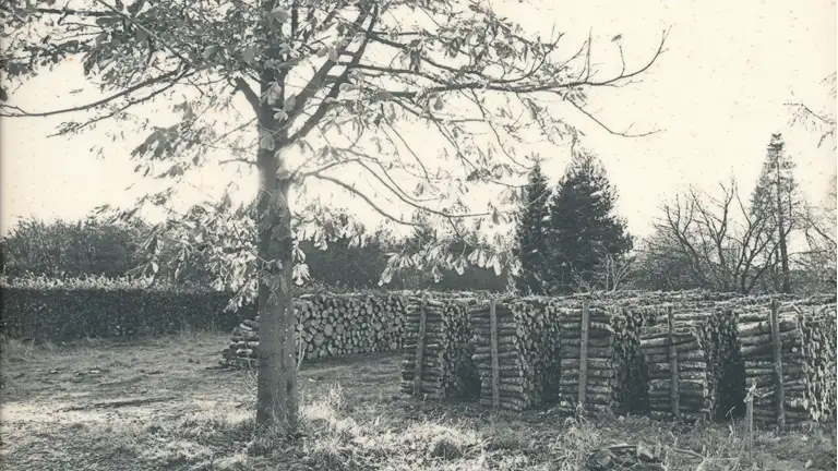 Billedet viser Skovbrug i Tolne Skov, ukendt år